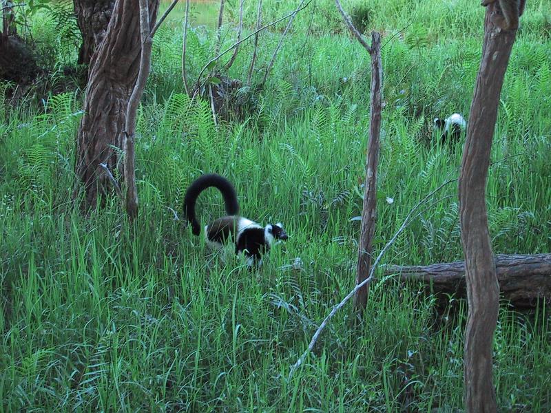 018 BW Ruffed Lemur